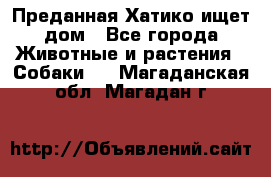 Преданная Хатико ищет дом - Все города Животные и растения » Собаки   . Магаданская обл.,Магадан г.